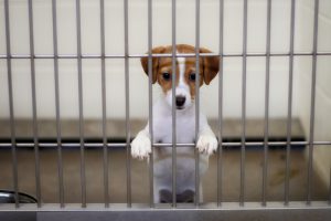 Dog Pound Puppy