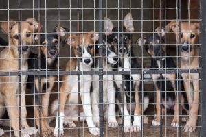 Puppies locked in the cage
