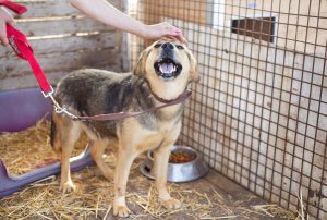 Dog in cage