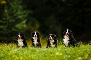 bernese mountain dog