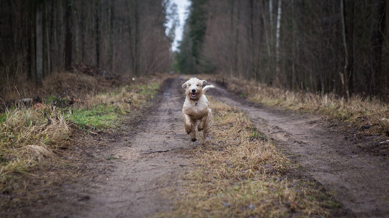 Hund på skogspromenad
