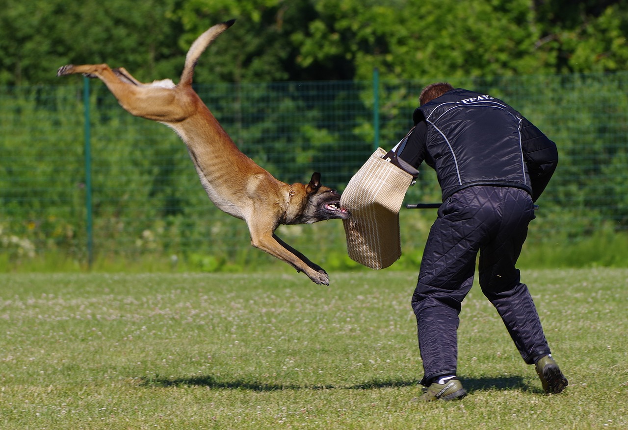 Hund och människa tränar skydd