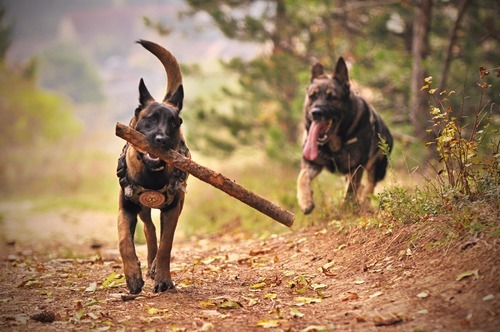 Hitta bästa hundförsäkringen för dig som har kennel