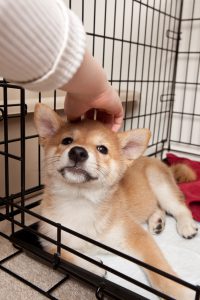 Child Petting Shiba Inu Puppy Dog